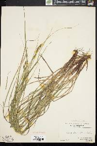 Carex swanii image