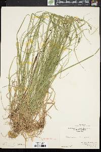 Carex swanii image