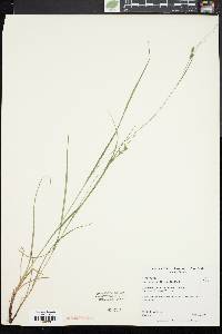 Carex swanii image