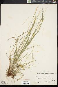 Carex swanii image