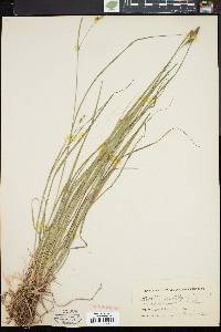 Carex swanii image