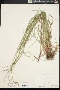 Carex swanii image