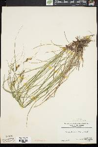 Carex swanii image