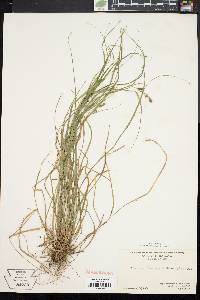 Carex swanii image