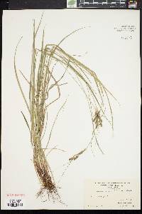 Carex swanii image