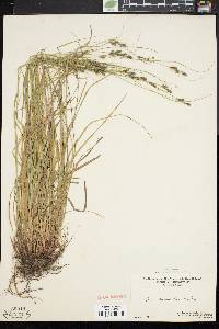 Carex swanii image