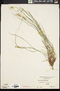 Carex swanii image