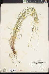 Carex swanii image