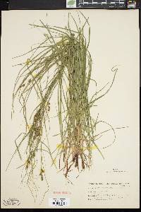 Carex swanii image