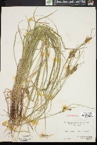 Carex swanii image