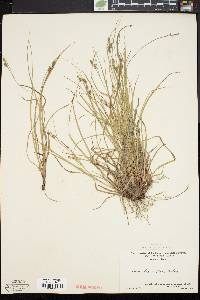 Carex swanii image