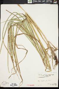 Carex trichocarpa image