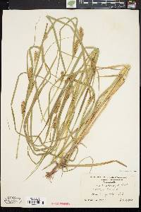 Carex trichocarpa image