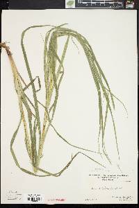 Carex trichocarpa image