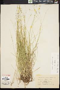 Carex trisperma image