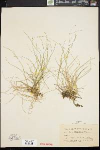 Carex trisperma image