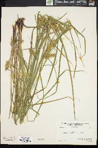 Carex tuckermanii image