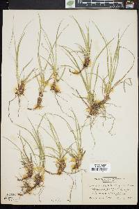 Carex umbellata image