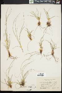 Carex umbellata image