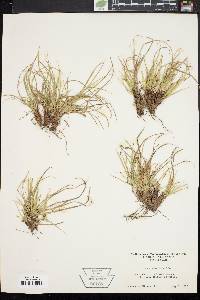 Carex umbellata image