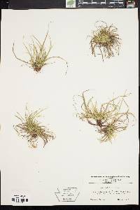 Carex umbellata image