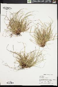 Carex umbellata image