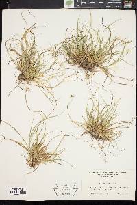 Carex umbellata image