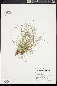 Carex umbellata image