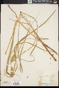 Carex vesicaria image