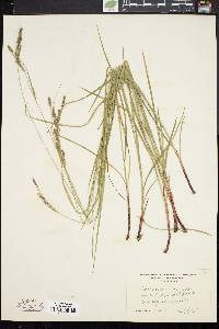 Carex virescens image