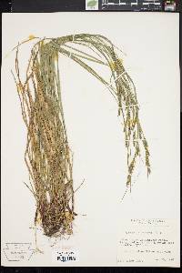 Carex virescens image