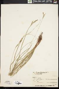 Carex virescens image