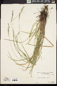 Carex virescens image