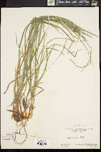 Carex virescens image