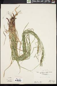 Carex virescens image