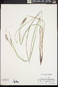 Carex virescens image