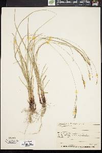 Carex virescens image