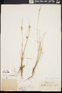 Carex viridula image