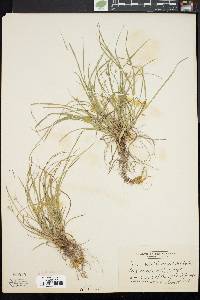 Carex willdenowii image