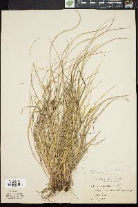 Carex willdenowii image