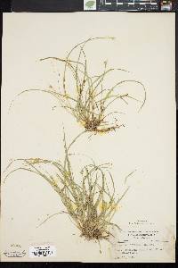 Carex willdenowii image