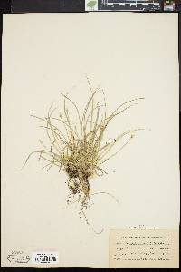 Carex willdenowii image