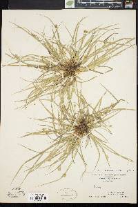 Carex willdenowii image