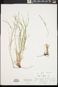 Carex woodii image