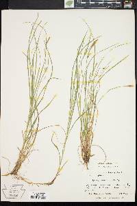 Carex woodii image