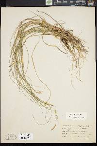 Carex woodii image