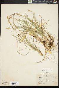 Carex woodii image