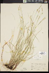 Carex woodii image