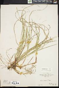 Carex woodii image