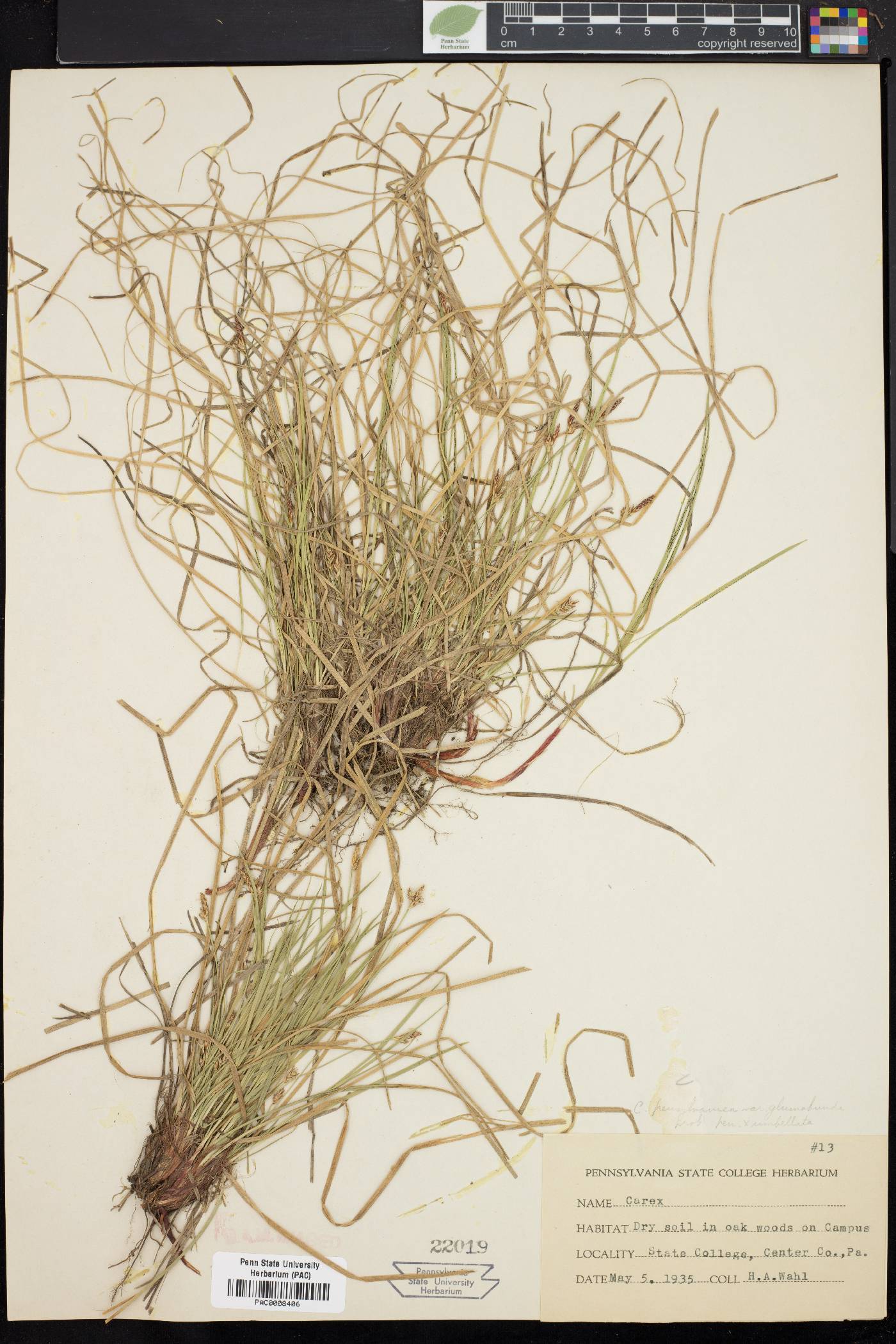 Carex pensylvanica var. glumabunda image